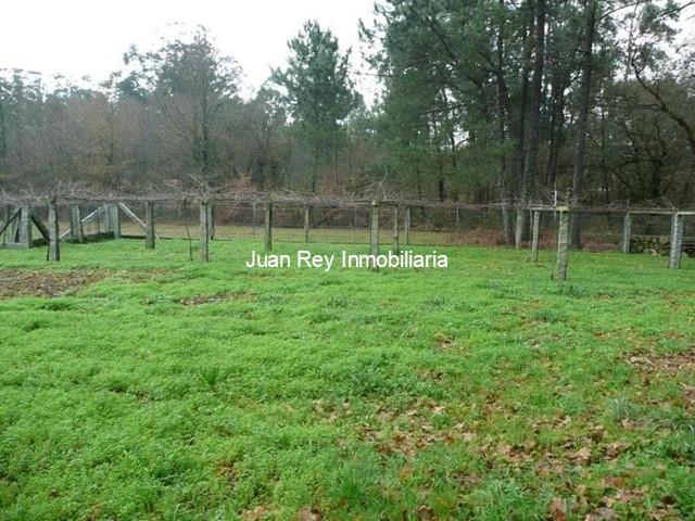 313 FINCA CON PLANTACIÓN A LA VENTA - Cambados