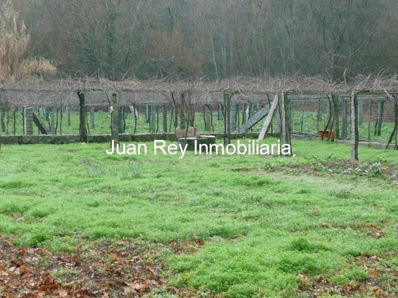 Foto 5 313 FINCA CON PLANTACIÓN A LA VENTA
