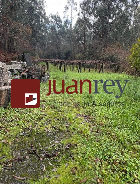 Foto 2  393 VENTA DE TERRENO CON ALBARIÑO