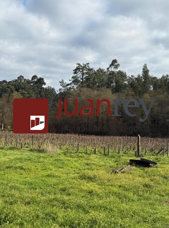 Foto 1 394 TERRENO EN VENTA CON PLANTACION DE TINTO