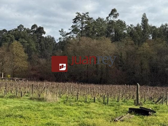 394 TERRENO EN VENTA CON PLANTACION DE TINTO - Ribadumia
