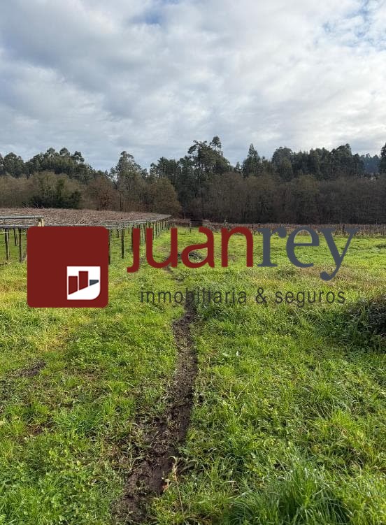 Foto 3 394 TERRENO EN VENTA CON PLANTACION DE TINTO