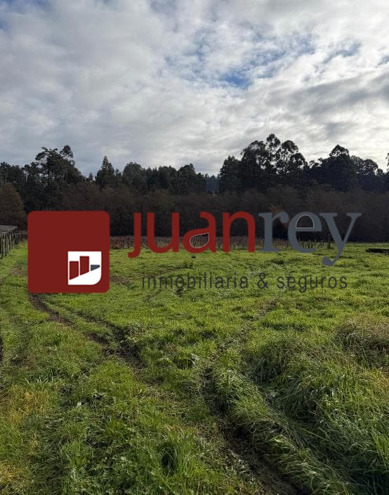 Foto 4 394 TERRENO EN VENTA CON PLANTACION DE TINTO